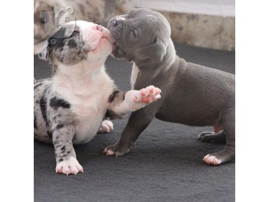 Πωλούνται κουτάβια Blue Pitbull